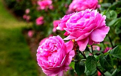 پیش‌بینی برداشت ۸۰۰ تن گل محمدی در شهرستان ساری