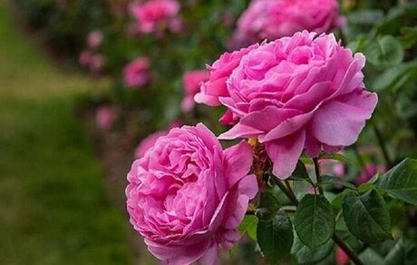 پیش‌بینی برداشت ۸۰۰ تن گل محمدی در شهرستان ساری