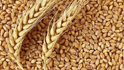 تولید قابل توجه ۱.۸ میلیون تن گندم در استان خوزستان