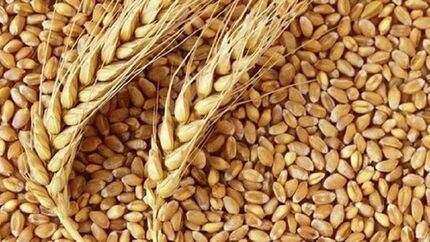 تولید قابل توجه ۱.۸ میلیون تن گندم در استان خوزستان