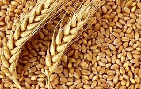 تولید قابل توجه ۱.۸ میلیون تن گندم در استان خوزستان