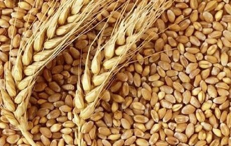 تولید قابل توجه ۱.۸ میلیون تن گندم در استان خوزستان