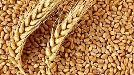 تولید قابل توجه ۱.۸ میلیون تن گندم در استان خوزستان