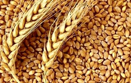 تولید قابل توجه ۱.۸ میلیون تن گندم در استان خوزستان