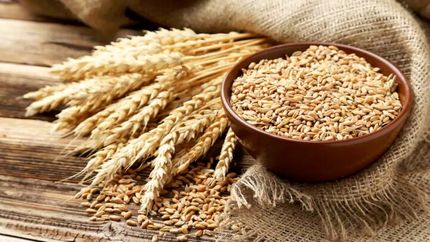 نرخ خرید تضمینی گندم مشخص شد