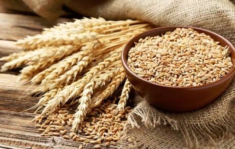 نرخ خرید تضمینی گندم مشخص شد