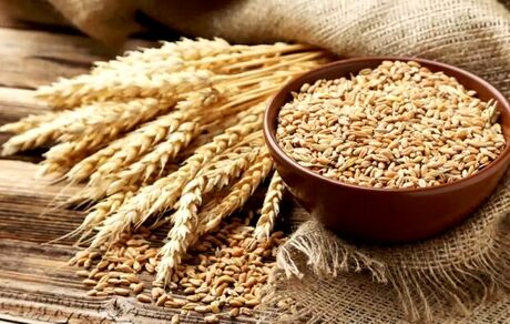 نرخ خرید تضمینی گندم مشخص شد