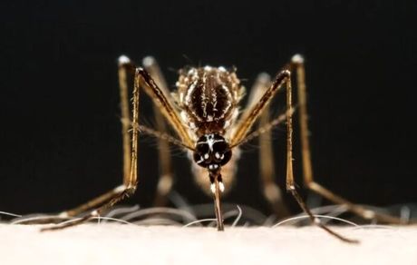 پشه بیماری‌زای آئدس به جزیره کیش رسید