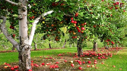 خسارت سرمای بهاره به ۵۰ درصد غلات کشاورزان دلفان