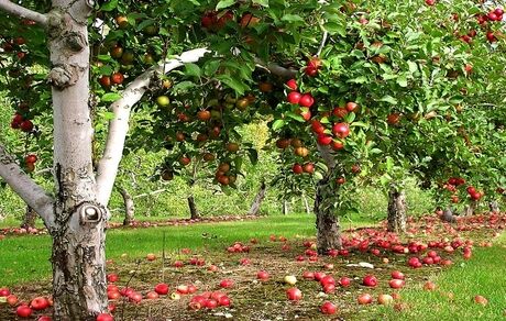 خسارت سرمای بهاره به ۵۰ درصد غلات کشاورزان دلفان