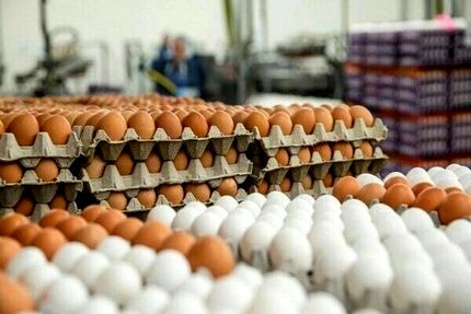 قیمت روز تخم مرغ در تهران