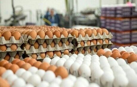 قیمت روز تخم مرغ در تهران