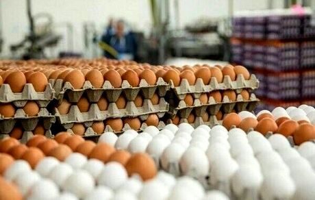 قیمت روز تخم مرغ در تهران