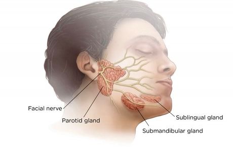 دانشمندان اندام جدیدی دربدن انسان کشف کردند