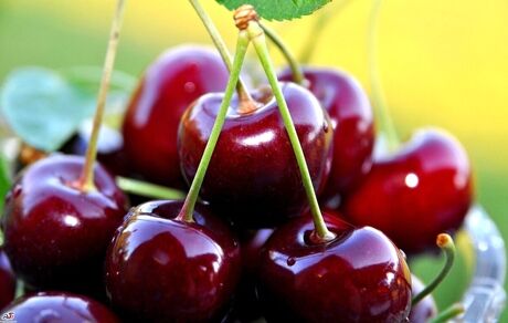 کاهش ۵۰ درصدی برداشت گیلاس در اشنویه