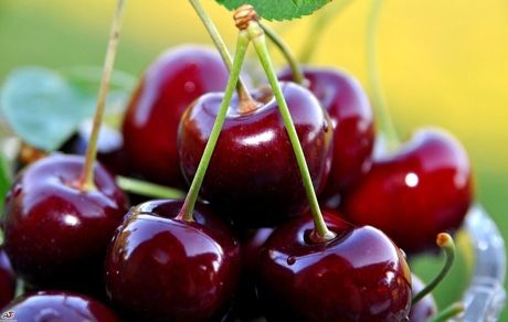 کاهش ۵۰ درصدی برداشت گیلاس در اشنویه
