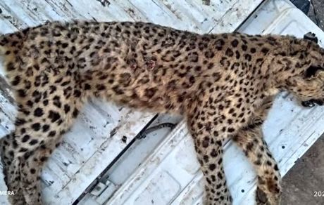 پلنگ ماده ایرانی در استان البرز تلف شد