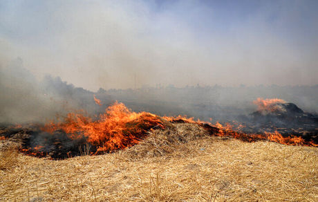 مهار آتش‌سوزی که در حاشیه جاده دشت ارژن شیراز