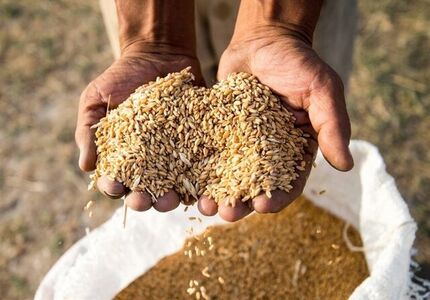 ۷ هزار میلیارد تومان از مطالبات گندمکاران پرداخت نشده است