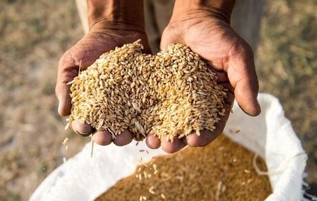 ۷ هزار میلیارد تومان از مطالبات گندمکاران پرداخت نشده است