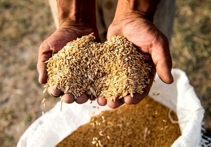 ۷ هزار میلیارد تومان از مطالبات گندمکاران پرداخت نشده است