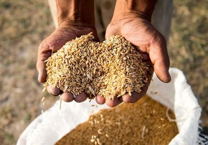۷ هزار میلیارد تومان از مطالبات گندمکاران پرداخت نشده است