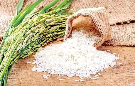 تولید ۷۰ درصد نیاز سه میلیون تنی برنج کشور در داخل