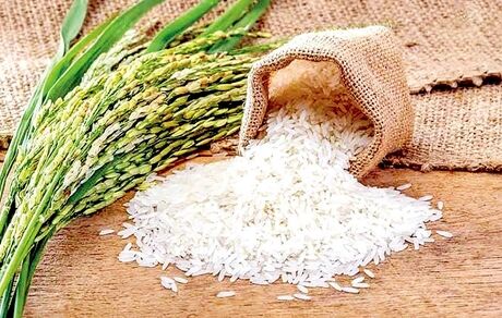 تولید ۷۰ درصد نیاز سه میلیون تنی برنج کشور در داخل