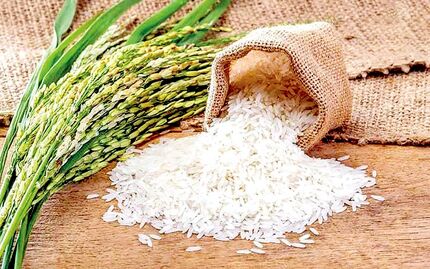 تولید ۷۰ درصد نیاز سه میلیون تنی برنج کشور در داخل