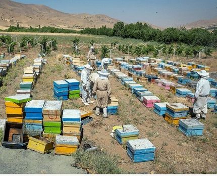 پرداخت ۵۰۰۰ میلیارد تومان تسهیلات اشتغال صندوق کارآفرینی امید در سال جاری