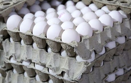 محموله ۱۰۰ هزار تنی تخم مرغ ایرانی به روسیه صادر می‌شود
