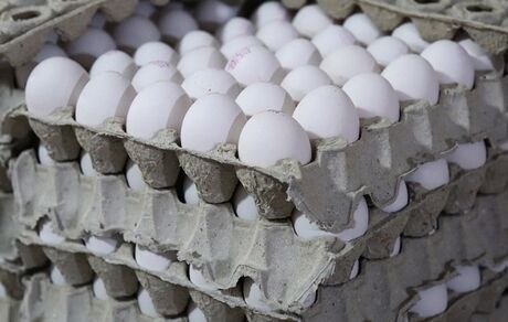 محموله ۱۰۰ هزار تنی تخم مرغ ایرانی به روسیه صادر می‌شود