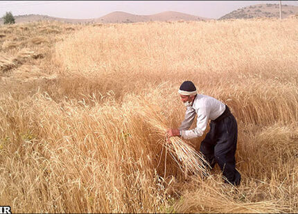  افزایش ۴۳۰ درصدی اعتبار یارانه نهاده‌ها، عوامل تولید و خرید تضمینی محصولات کشاورزی