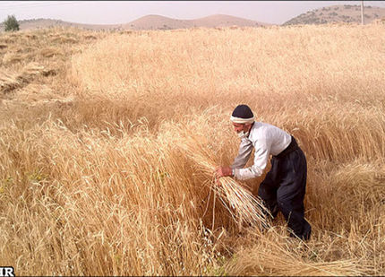  افزایش ۴۳۰ درصدی اعتبار یارانه نهاده‌ها، عوامل تولید و خرید تضمینی محصولات کشاورزی