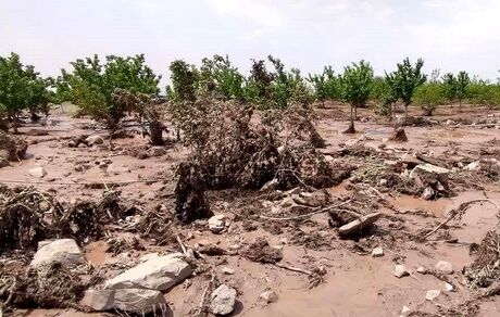 خسارت تگرگ به ۸۰ درصد مزارع روستای طاق طاوی شهرستان چوار