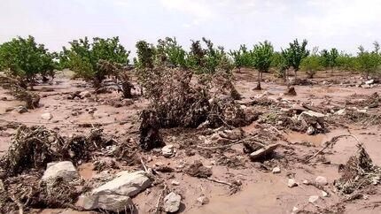 خسارت تگرگ به ۸۰ درصد مزارع روستای طاق طاوی شهرستان چوار