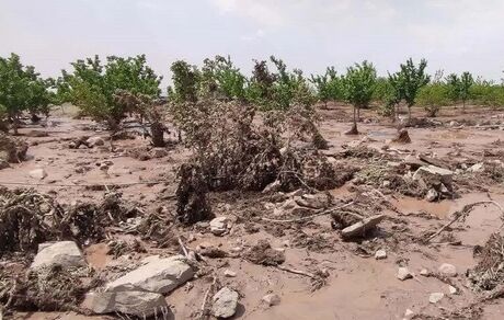 خسارت تگرگ به ۸۰ درصد مزارع روستای طاق طاوی شهرستان چوار