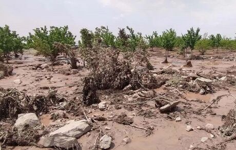 خسارت تگرگ به ۸۰ درصد مزارع روستای طاق طاوی شهرستان چوار