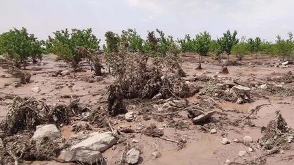 خسارت تگرگ به ۸۰ درصد مزارع روستای طاق طاوی شهرستان چوار