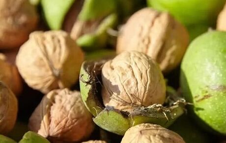 سیزدهمین جشنواره ملی گردوی تویسرکان برگزار شد