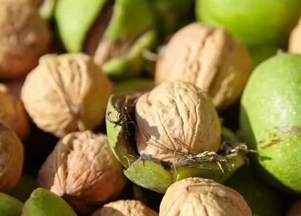 سیزدهمین جشنواره ملی گردوی تویسرکان برگزار شد