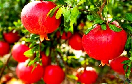 برداشت ۵۰ هزار تن انار در استان قم پیش بینی شده است