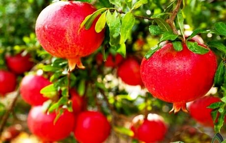برداشت ۵۰ هزار تن انار در استان قم پیش بینی شده است