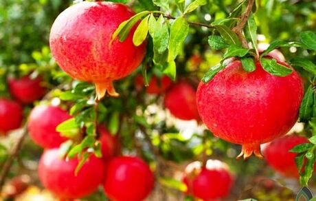 برداشت ۵۰ هزار تن انار در استان قم پیش بینی شده است