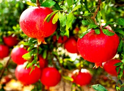 برداشت ۵۰ هزار تن انار در استان قم پیش بینی شده است