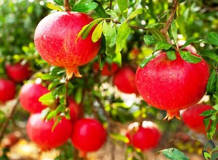 برداشت ۵۰ هزار تن انار در استان قم پیش بینی شده است