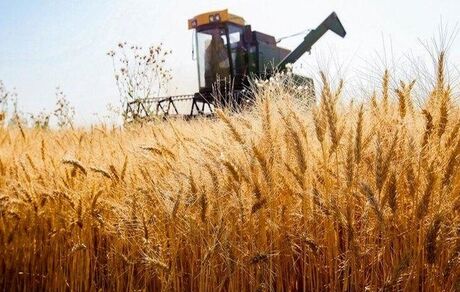 گندم نان مورد نیاز کشور تا اردیبهشت ماه سال آینده تامین شد