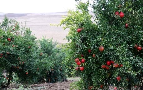 خسارت نزدیک به ۲هزار هکتار از باغات انار استهبان