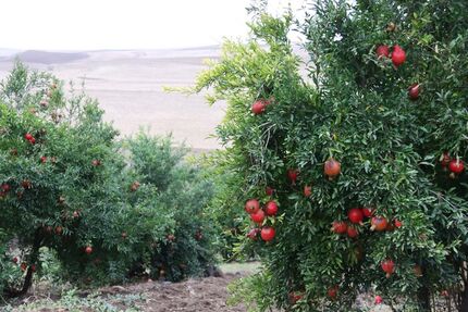 خسارت نزدیک به ۲هزار هکتار از باغات انار استهبان