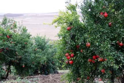 خسارت نزدیک به ۲هزار هکتار از باغات انار استهبان
